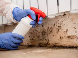 Why You Should Choose Our Mold Remediation Services in Birdsboro, PA